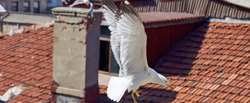 Residential Chimney Animal Removal Solution in University Park, FL